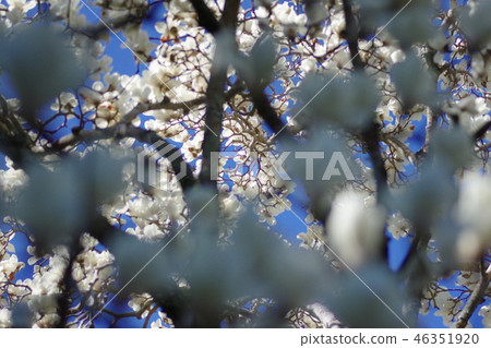 Magnolia 46351920