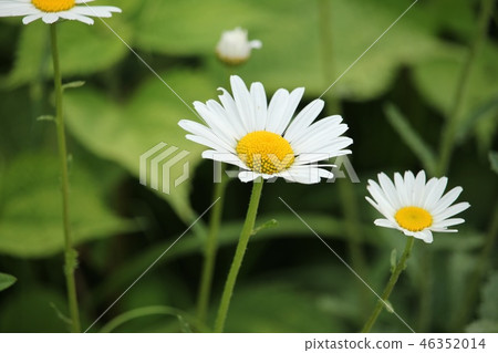 France chrysanthemum France chrysanthemum 46352014