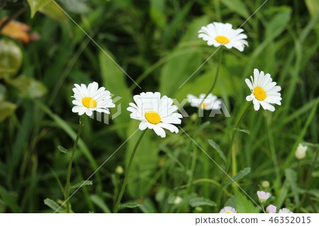 France chrysanthemum France chrysanthemum 46352015