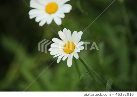 法國菊花 46352016