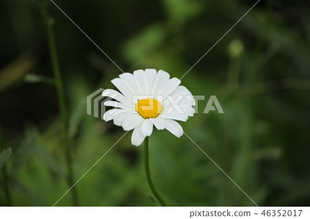 France chrysanthemum 46352017