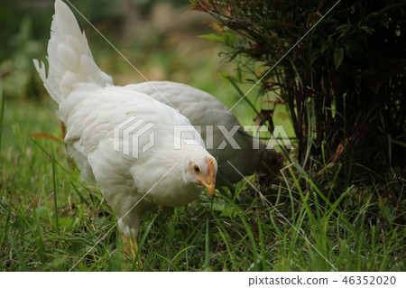 雞 46352020