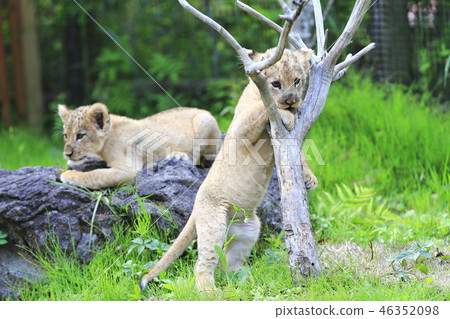 Lion's baby 46352098