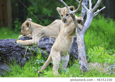 Lion's baby 46352100