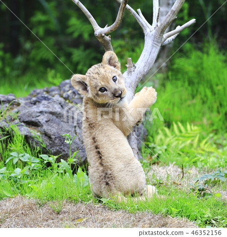 Lion's baby 46352156