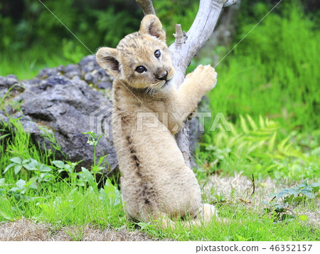 Lion's baby 46352157