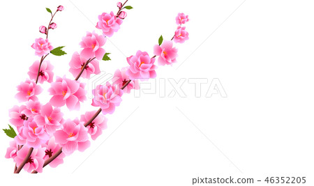 Sakura close up. Decorative flowers of cherry with buds on the branches, a bouquet. Can be used for Sakura close up. Decorative flowers of cherry with buds on the branches, a bouquet. Can be used for 46352205