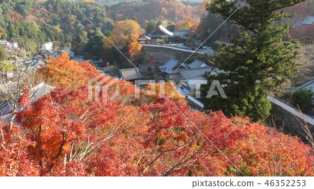 秋天的Haseji寺（奈良縣） 46352253