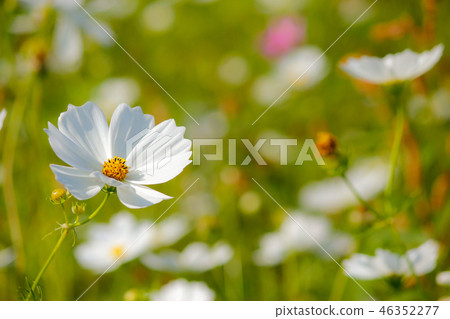 台灣,楊梅,花季,波斯菊,白色,散景 46352277
