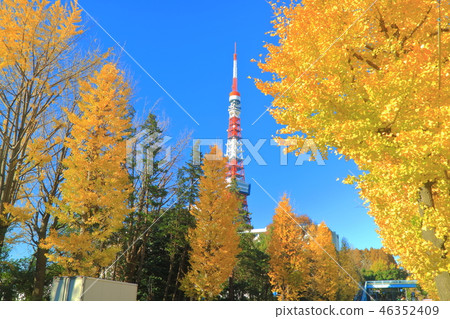 Tokyo Tower and autumn leaves under fine weather Tokyo Tower and autumn leaves under fine weather 46352409