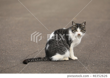 Pheasant white cat 46352626