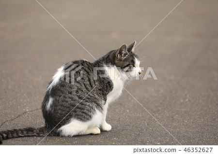 Pheasant white cat Pheasant white cat 46352627