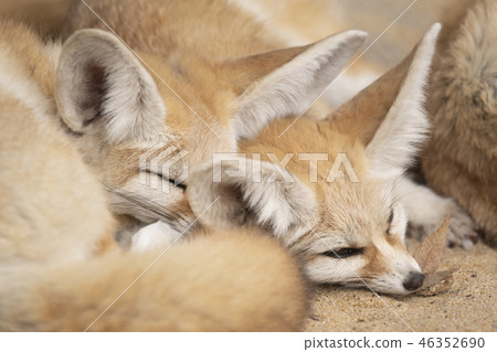 Fennec sleeps snugly 46352690