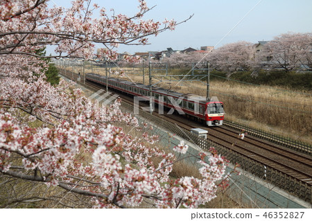 Near Shiroi City, Chiba Prefecture Keihin Kyuko Train Type 1000 and Sakura in full bloom passing through the Hokuso Line 46352827