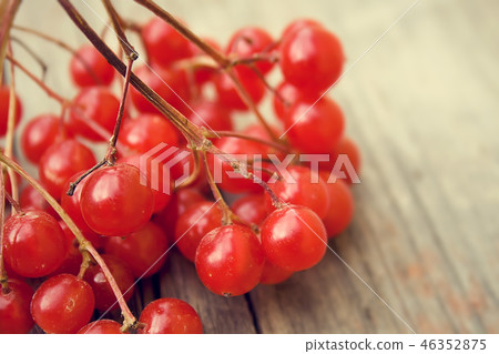 red berries 46352875