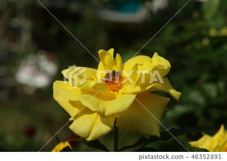 Rose bee Rose bee 46352891