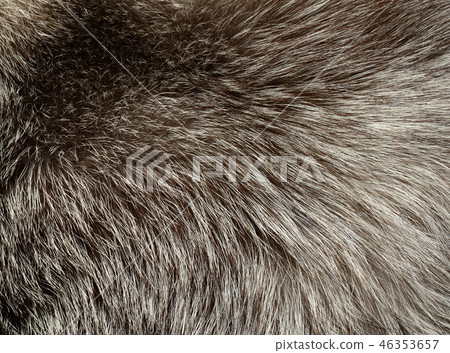 .Silver fox fur texture 46353657