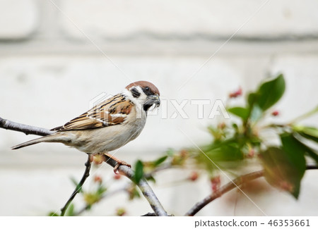 Sparrow builds a nest Sparrow builds a nest 46353661