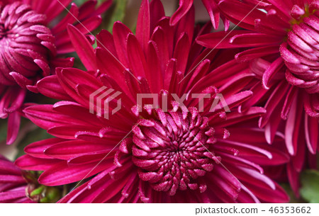 Aster flowers Aster flowers 46353662