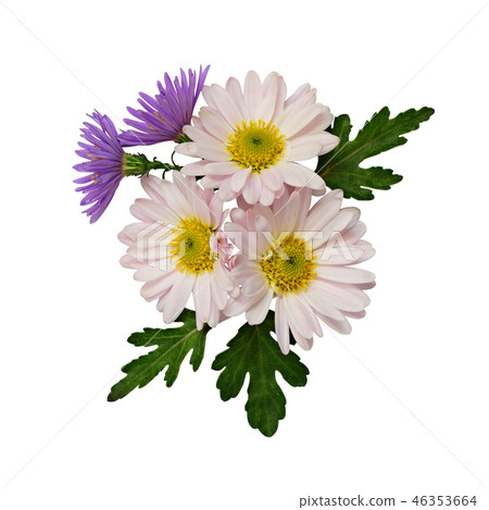 Asters flowers composition Asters flowers composition 46353664