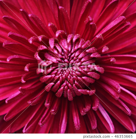 Aster flower Aster flower 46353665