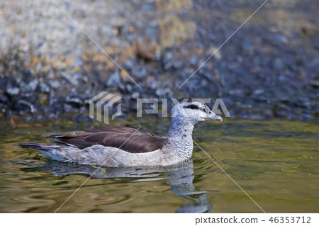 Female Cotton Pygmy Goose,Nettapus coromandelianus 46353712