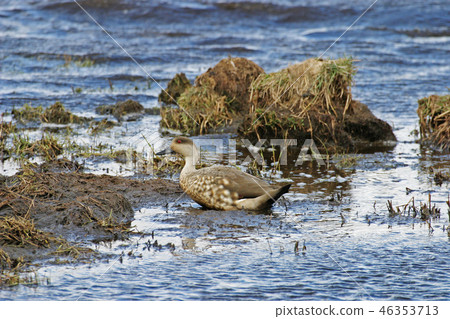 A Crested Duck, Anas specularioides, on shore A Crested Duck, Anas specularioides, on shore 46353713