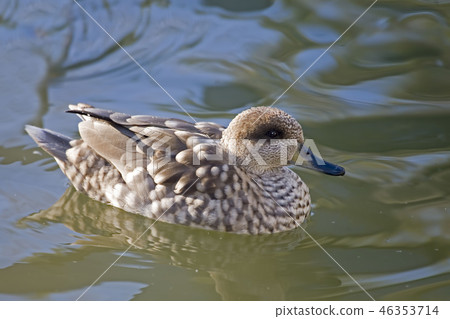 A Crested Duck, Anas specularioides, on the water A Crested Duck, Anas specularioides, on the water 46353714