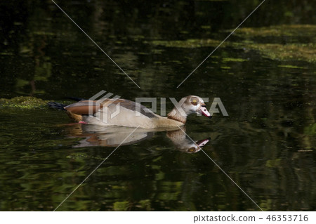 An Egyptian Goose, Alopochen aegyptiacus, swimming An Egyptian Goose, Alopochen aegyptiacus, swimming 46353716