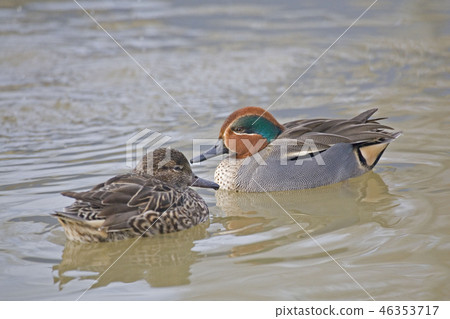 A Pair of Eurasian Teal, Anas crecca A Pair of Eurasian Teal, Anas crecca 46353717