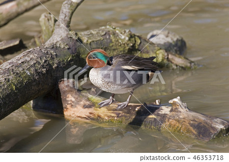 A Male Eurasian Teal, Anas crecca, on log A Male Eurasian Teal, Anas crecca, on log 46353718