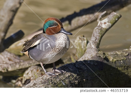 A Male Eurasian Teal, Anas crecca, posing A Male Eurasian Teal, Anas crecca, posing 46353719