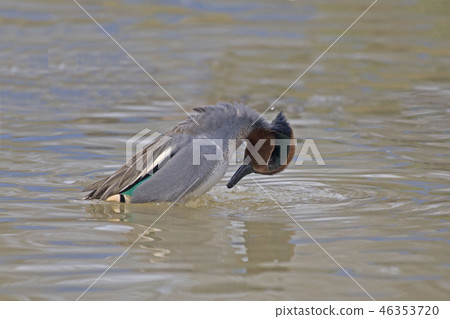 A Male Eurasian Teal, Anas crecca, display A Male Eurasian Teal, Anas crecca, display 46353720