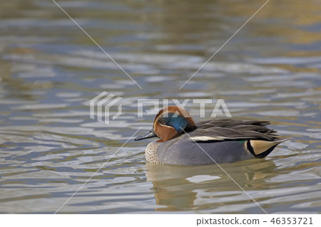 An Eurasian Teal, Anas crecca, male 46353721