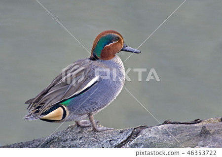 A Male Eurasian Teal, Anas crecca A Male Eurasian Teal, Anas crecca 46353722