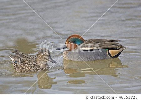 A Pair of Eurasian Teal, Anas crecca, swimming A Pair of Eurasian Teal, Anas crecca, swimming 46353723