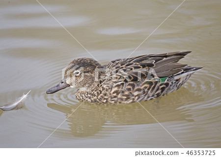 A Female Eurasian Teal, Anas crecca A Female Eurasian Teal, Anas crecca 46353725