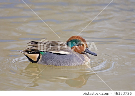 A Relaxed male Eurasian Teal, Anas crecca A Relaxed male Eurasian Teal, Anas crecca 46353726