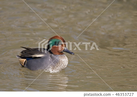 A Male Eurasian Teal, Anas crecca, swimming A Male Eurasian Teal, Anas crecca, swimming 46353727