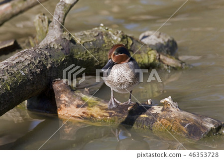 An alert male Eurasian Teal, Anas crecca An alert male Eurasian Teal, Anas crecca 46353728
