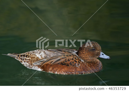 A Female Eurasian Wigeon, Anas penelope, swimming A Female Eurasian Wigeon, Anas penelope, swimming 46353729