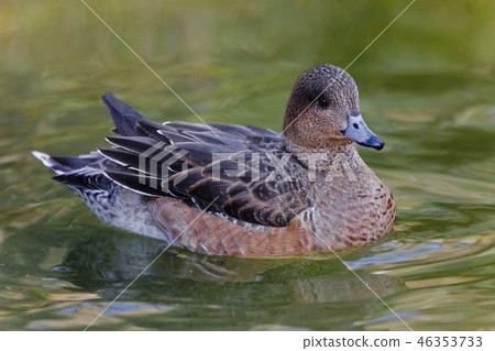 Female Eurasian Wigeon, Anas penelope,on the water Female Eurasian Wigeon, Anas penelope,on the water 46353733