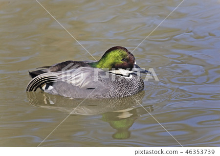 A Swimming male Falcated Teal, Anas falcata 46353739