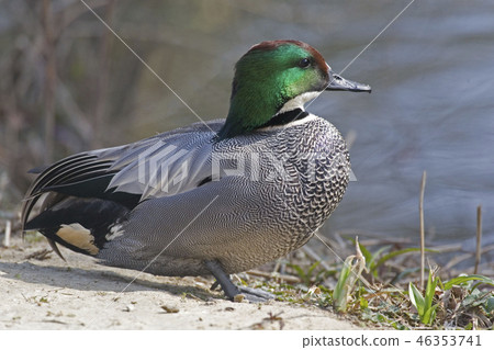 A Relaxed male Falcated Teal, Anas falcata A Relaxed male Falcated Teal, Anas falcata 46353741