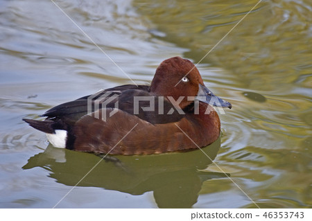 Male Ferruginous Pochard, Aythya nyroca, swimming Male Ferruginous Pochard, Aythya nyroca, swimming 46353743