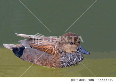 A Male Gadwall, Anas strepera, swimming A Male Gadwall, Anas strepera, swimming 46353759