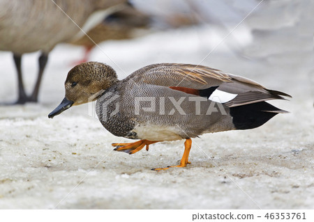 A Male Gadwall, Anas strepera, in winter A Male Gadwall, Anas strepera, in winter 46353761