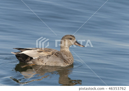 A fr\emale Gadwall, Anas strepera A fr\emale Gadwall, Anas strepera 46353762