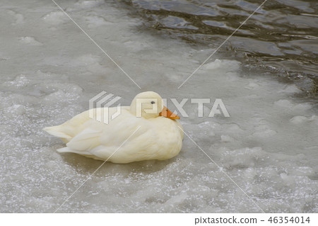 A beautiful white duck walk on ice covered lake A beautiful white duck walk on ice covered lake 46354014
