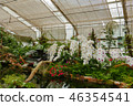 white orchid in tropical garden in glasshouse 46354541